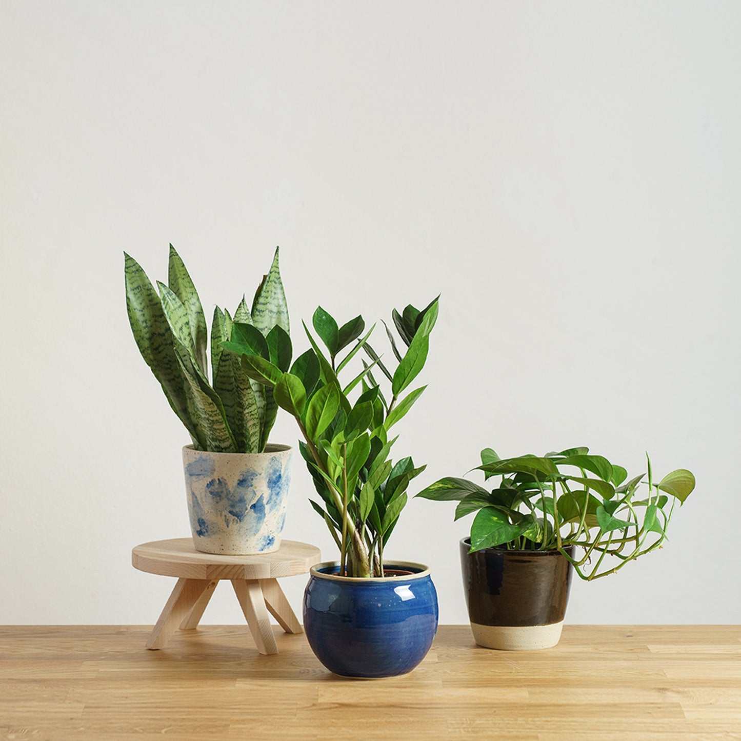 Set rostlin pro začátečníky