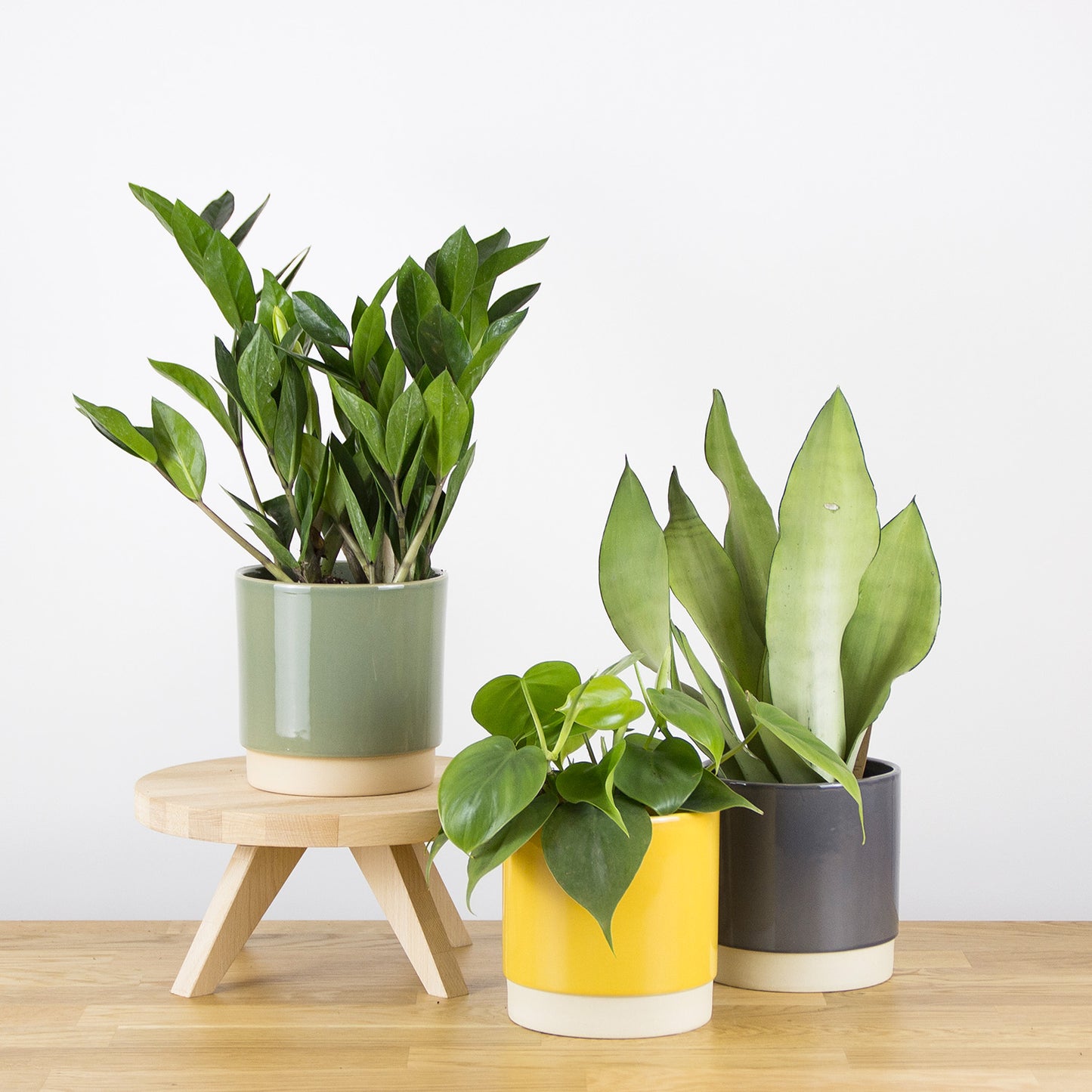 Set rostlin do tmavého koutu