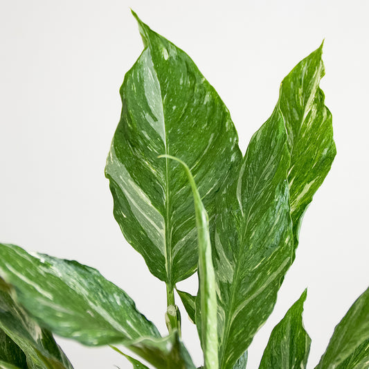Spathiphyllum Diamond variegata