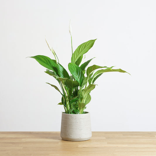 Spathiphyllum Straus 'S'