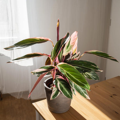 Stromanthe triostar