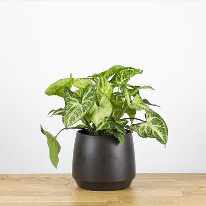 Syngonium Arrow