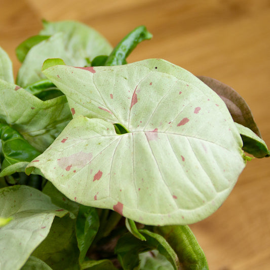 Syngonium Milk Confetti