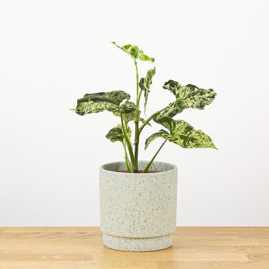 Syngonium Mojito