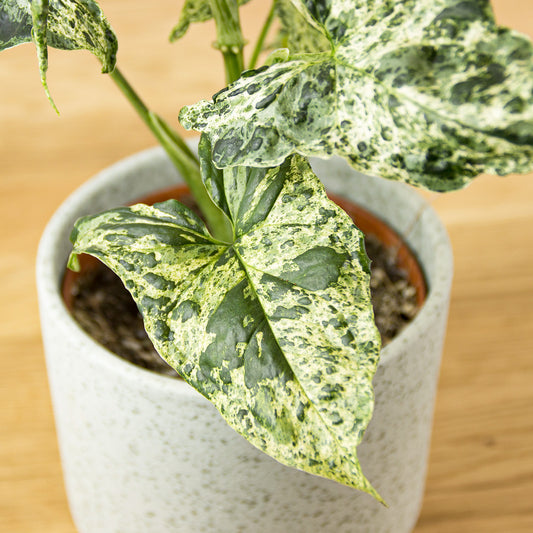 Syngonium Mojito