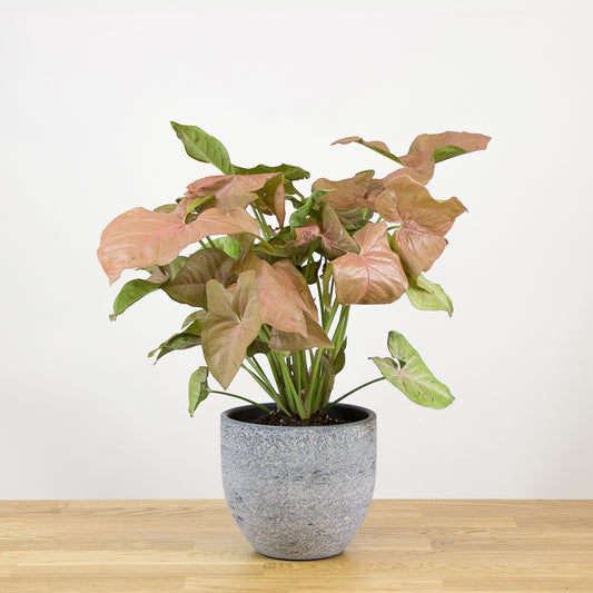 Syngonium Neon Robusta "Pink"