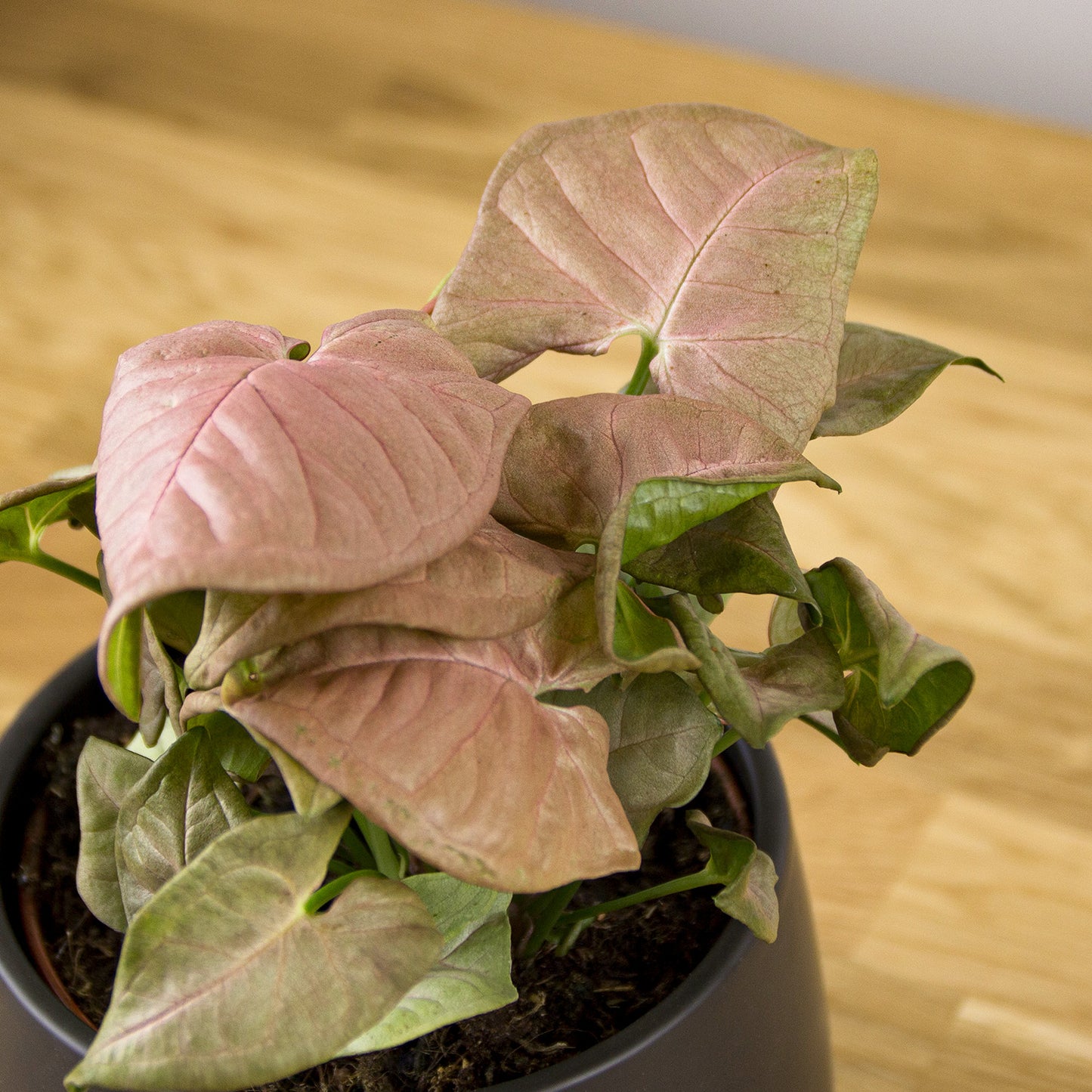 Syngonium Neon Robusta "Pink"