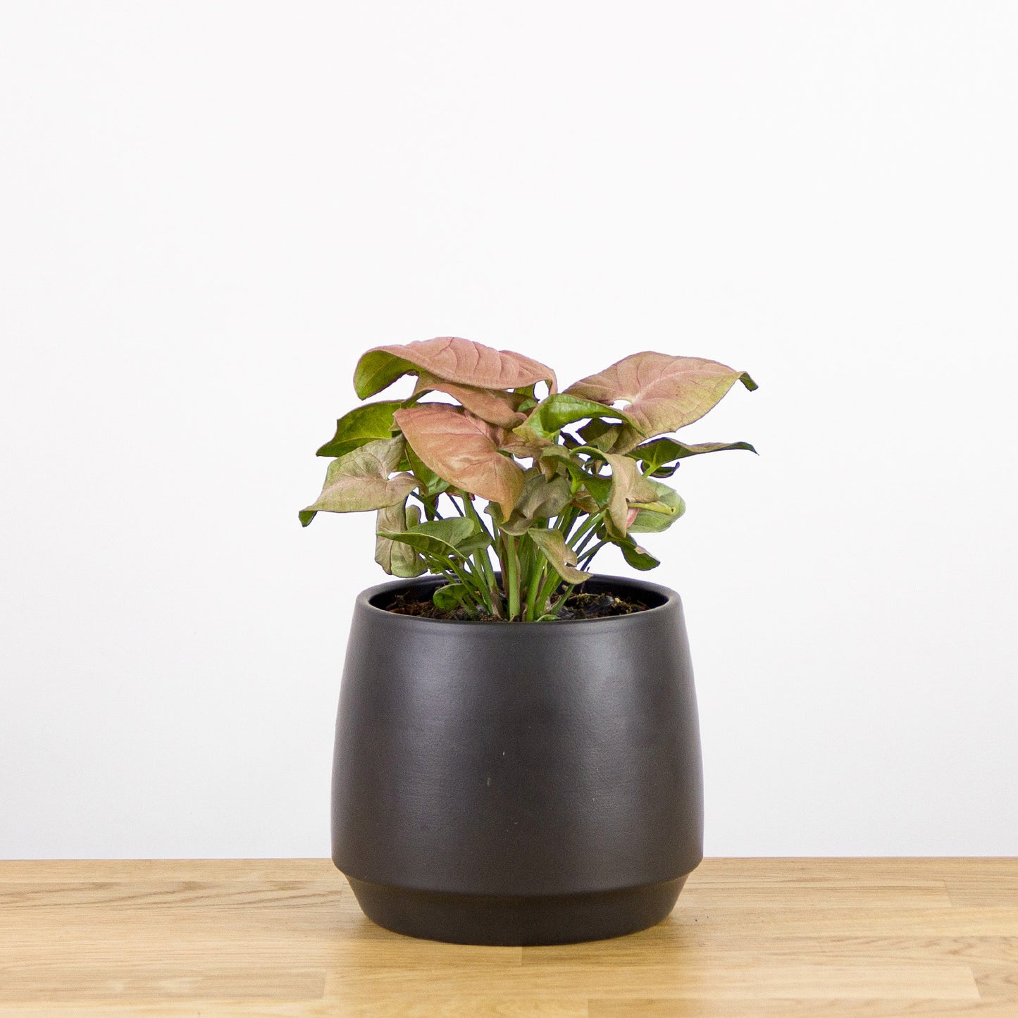 Syngonium Neon Robusta "Pink"