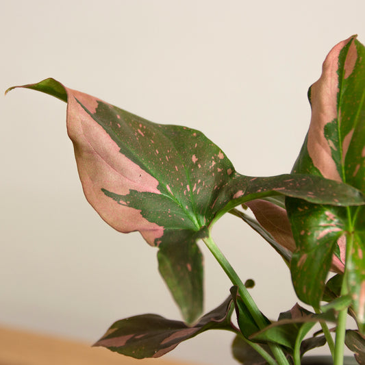 Syngonium Pink Splash