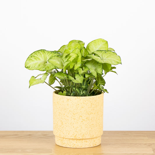 Syngonium White Butterfly