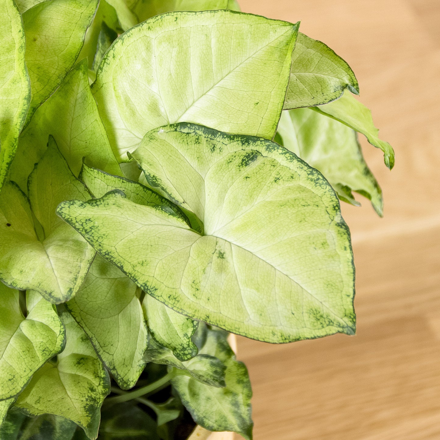 Syngonium White Butterfly