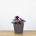 Tradescantia Nanouk 'baby'