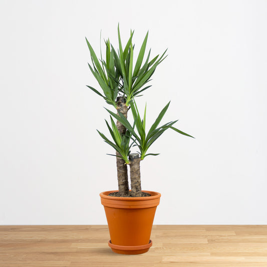 Yucca elephantipes "L"