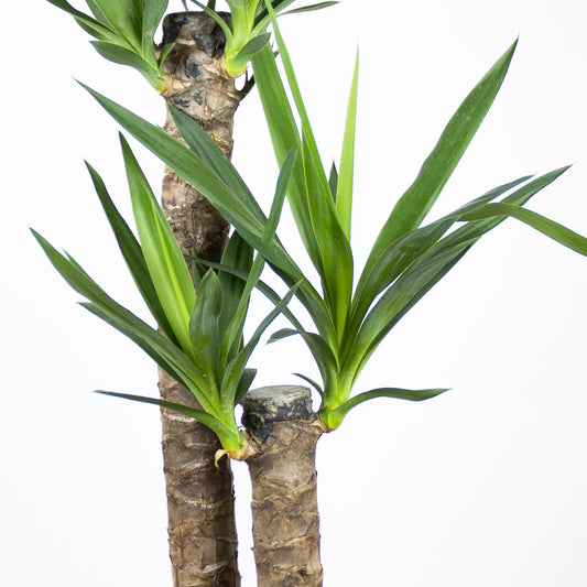 Yucca elephantipes "L"