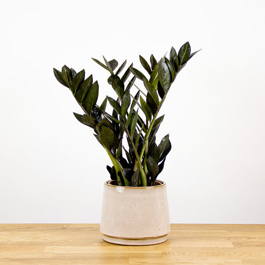 Zamioculcas zamiifolia Raven