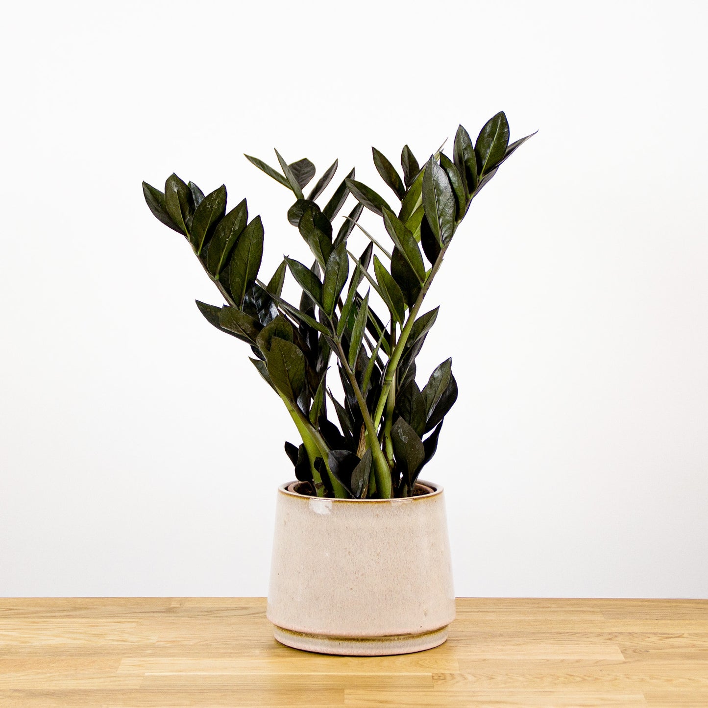 Zamioculcas zamiifolia Raven