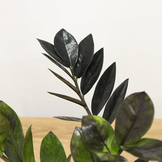 Zamioculcas zamiifolia Raven