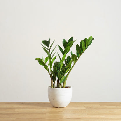 Zamioculcas zamiifolia 'S'
