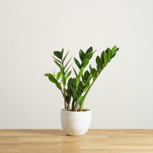 Zamioculcas zamiifolia 'XS'