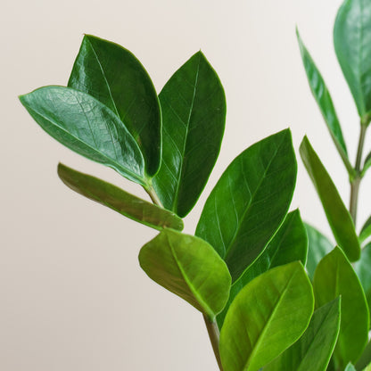 Zamioculcas zamiifolia 'S'